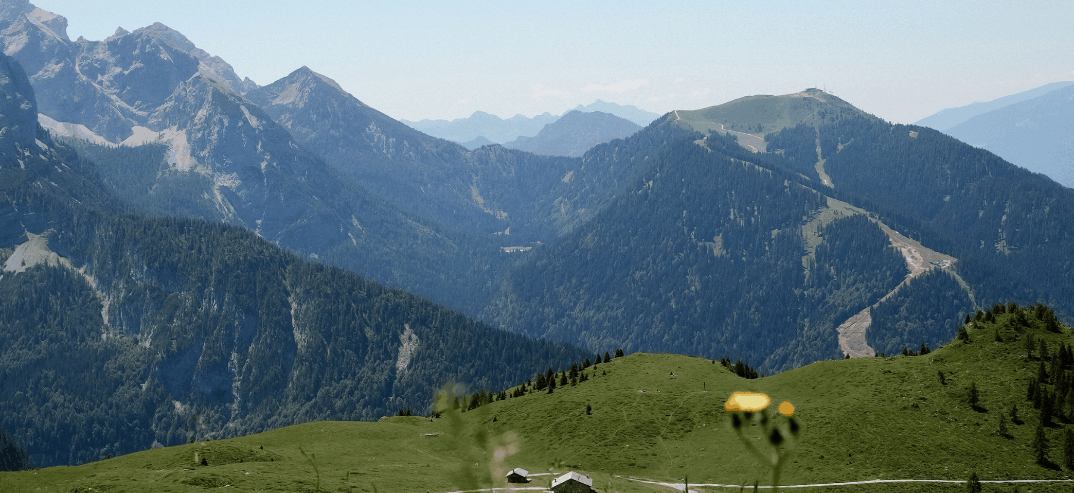 Grassy meadow with yellow daisy flowers blowing in the wind with the mountains and blue sky in the background