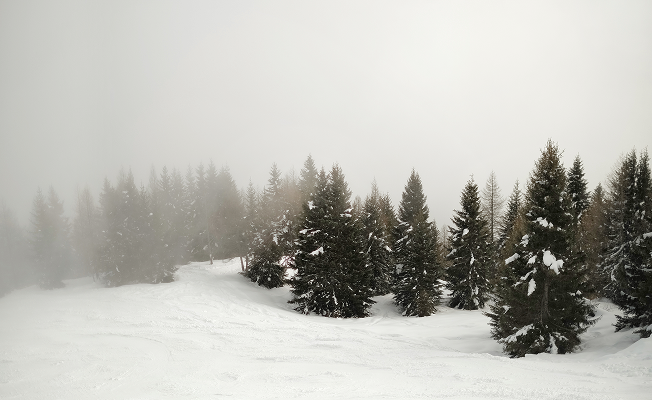 A minimalist winter landscape: a cluster of snow-laden fir trees recede into soft mountain mist, their silhouettes fading to white in the still Alpine air.