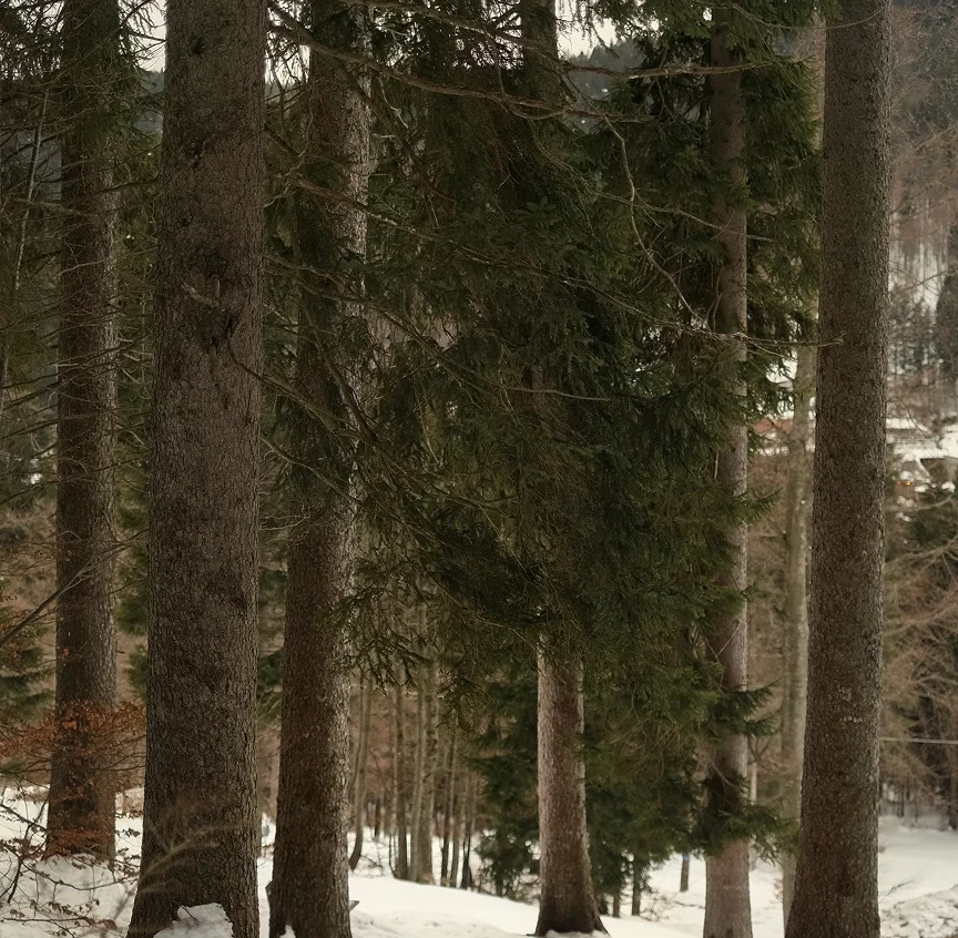 A snow-covered path winds through tall, dense alpine conifers in a winter forest near Madonna di Campiglio, the trees' bark rich with texture against a pale winter sky.