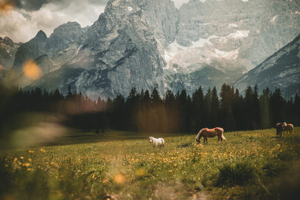 Horses grazing in grassy fields below a mountain