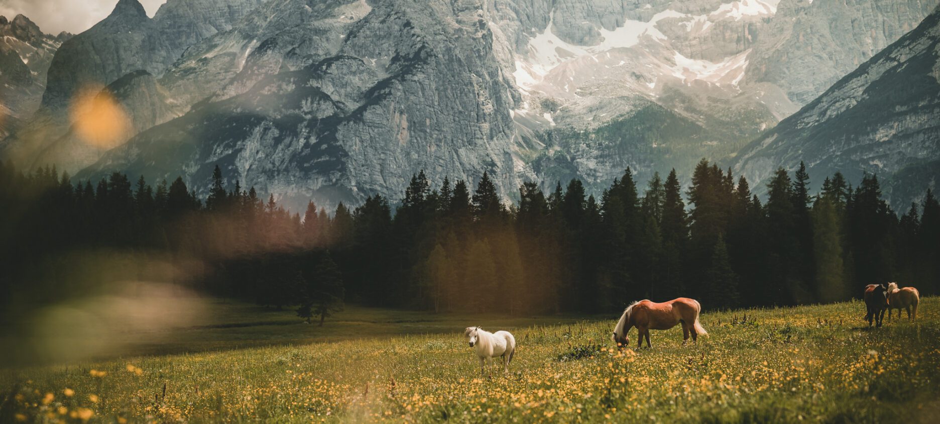 Horses grazing in grassy fields below a mountain