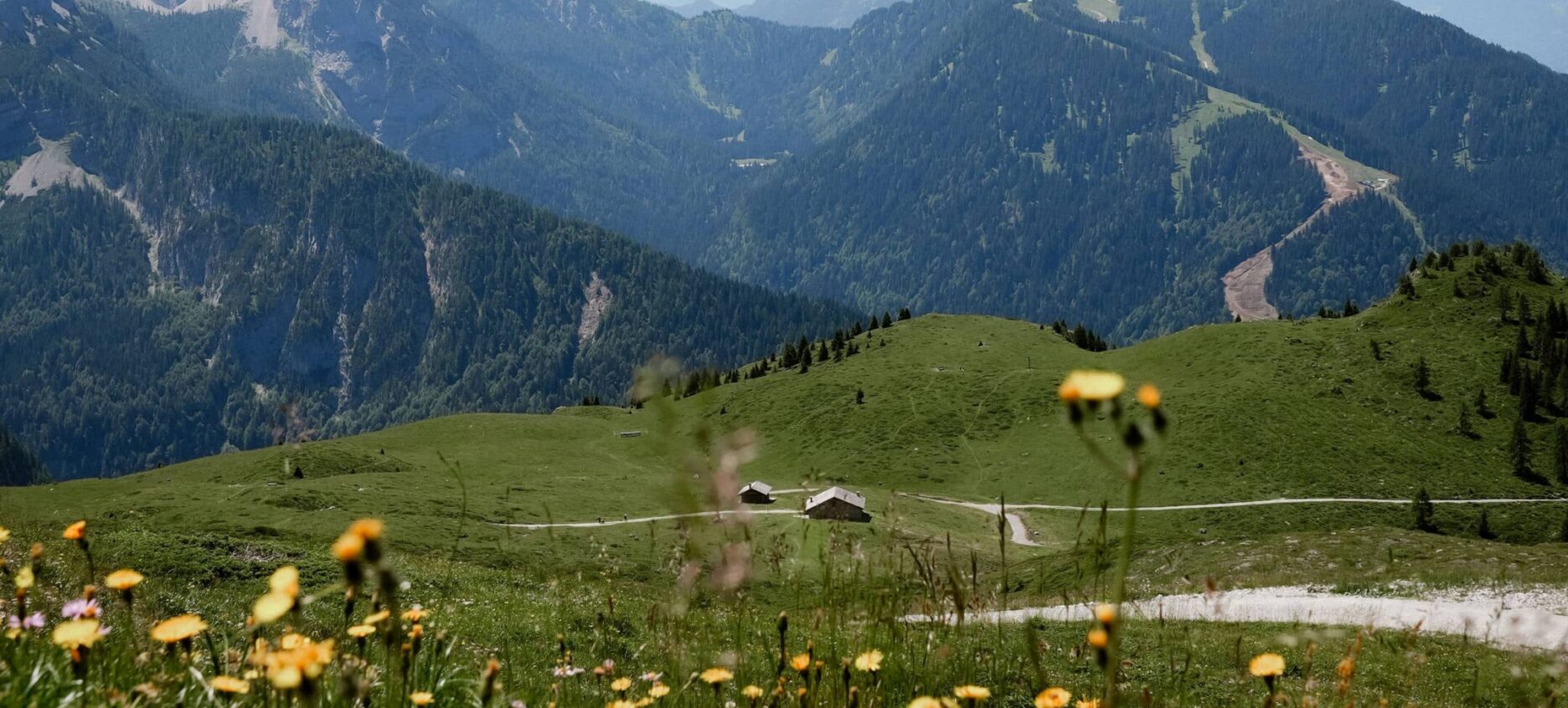 Grassy meadow with yellow daisy flowers blowing in the wind with the mountains and blue sky in the background