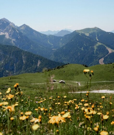 Grassy meadow with yellow daisy flowers blowing in the wind with the mountains and blue sky in the background