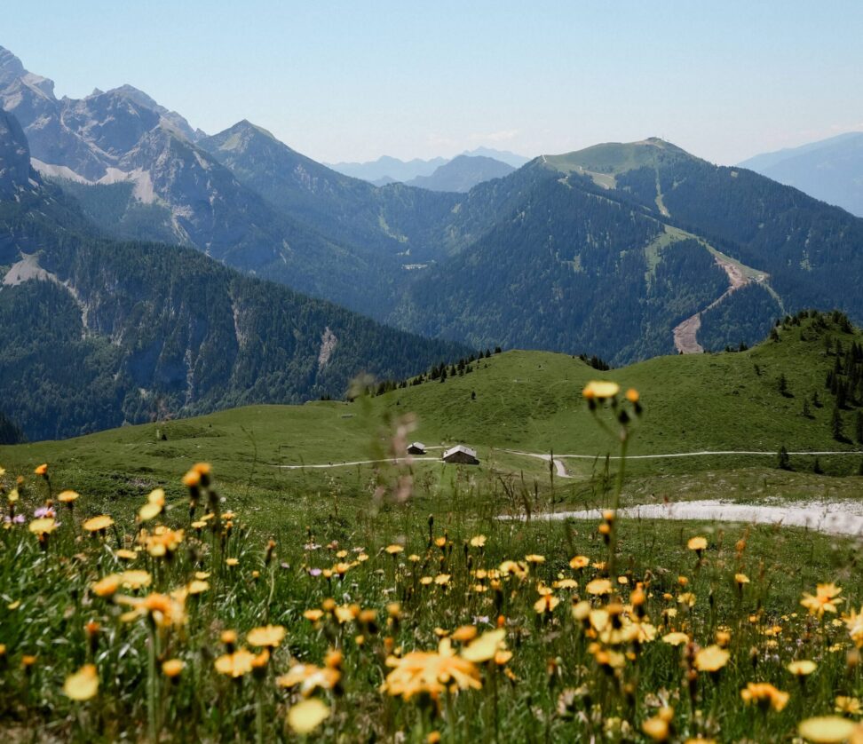 Grassy meadow with yellow daisy flowers blowing in the wind with the mountains and blue sky in the background